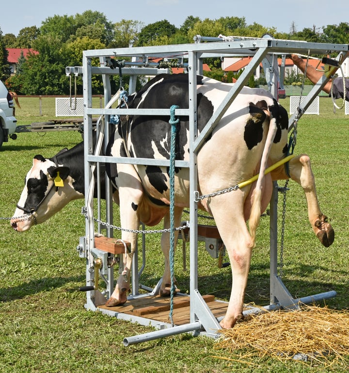 Sick cow waiting for cure in a metal box"n