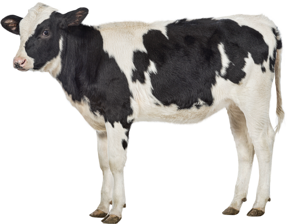 Veal, 8 months old, in front of white background