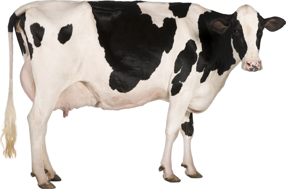 Holstein Cow, 5 Years Old